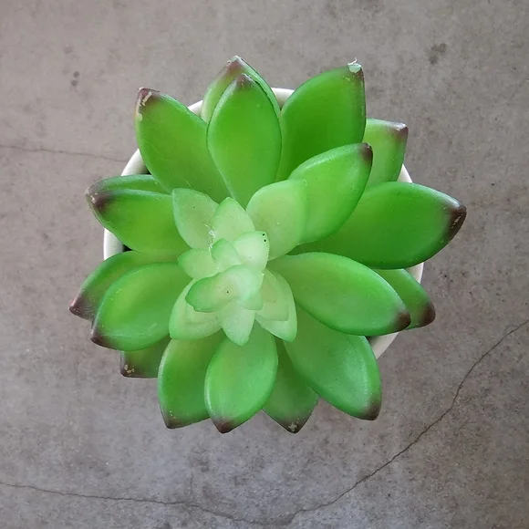 Plant - Picture 3 of 3